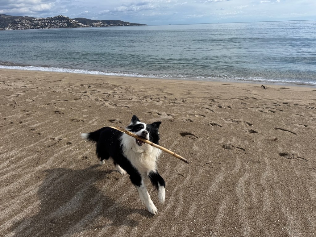 Voyager en Europe avec son chien : papiers et vaccins à ne pas&nbsp;oublier